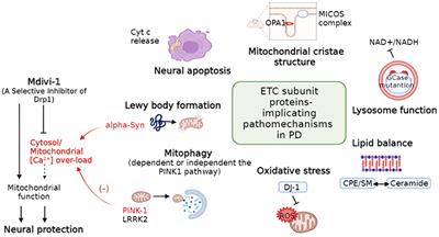 Editorial: Mitochondrial therapy in neurological diseases